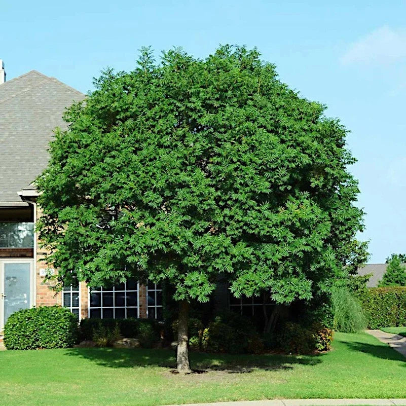 Chinese Pistachio Tree Seeds - Pistacia chinensis for Bonsai & Landscaping - 10 Pack