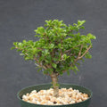 Rare Bonsai Cactus Plant 6-Inch Pereskia portulacifolia Abrojo Specimen Indoor Outdoor Garden