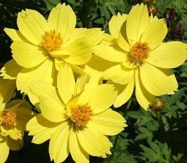 Dwarf Lemon Cosmos Seeds - 30 Flower Seeds - Cosmos bipinnatus - Easy to Grow, Vibrant Yellow & Orange Blooms, Perfect for Containers