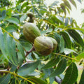 Pecan Tree Seeds Carya Illinoensis Illinois Nut Pecans for Planting 2025 Pack