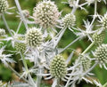 Eryngium planum 'Glitter White' Sea Holly Seeds - Drought-Tolerant Perennial, Ornamental Garden Plants, 10 Pack