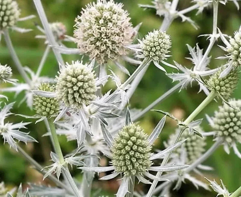 Eryngium planum 'Glitter White' Sea Holly Seeds - Drought-Tolerant Perennial, Ornamental Garden Plants, 10 Pack