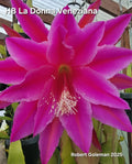 Epiphyllum Cutting - Unrooted HB La Donna Veneziana - Exotic Cactus Variety - Epiphyllum hybrid