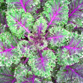 Red Russian Kale Seeds - Heirloom Non-GMO Organic Brassica oleracea Vegetable Seeds for Gardening