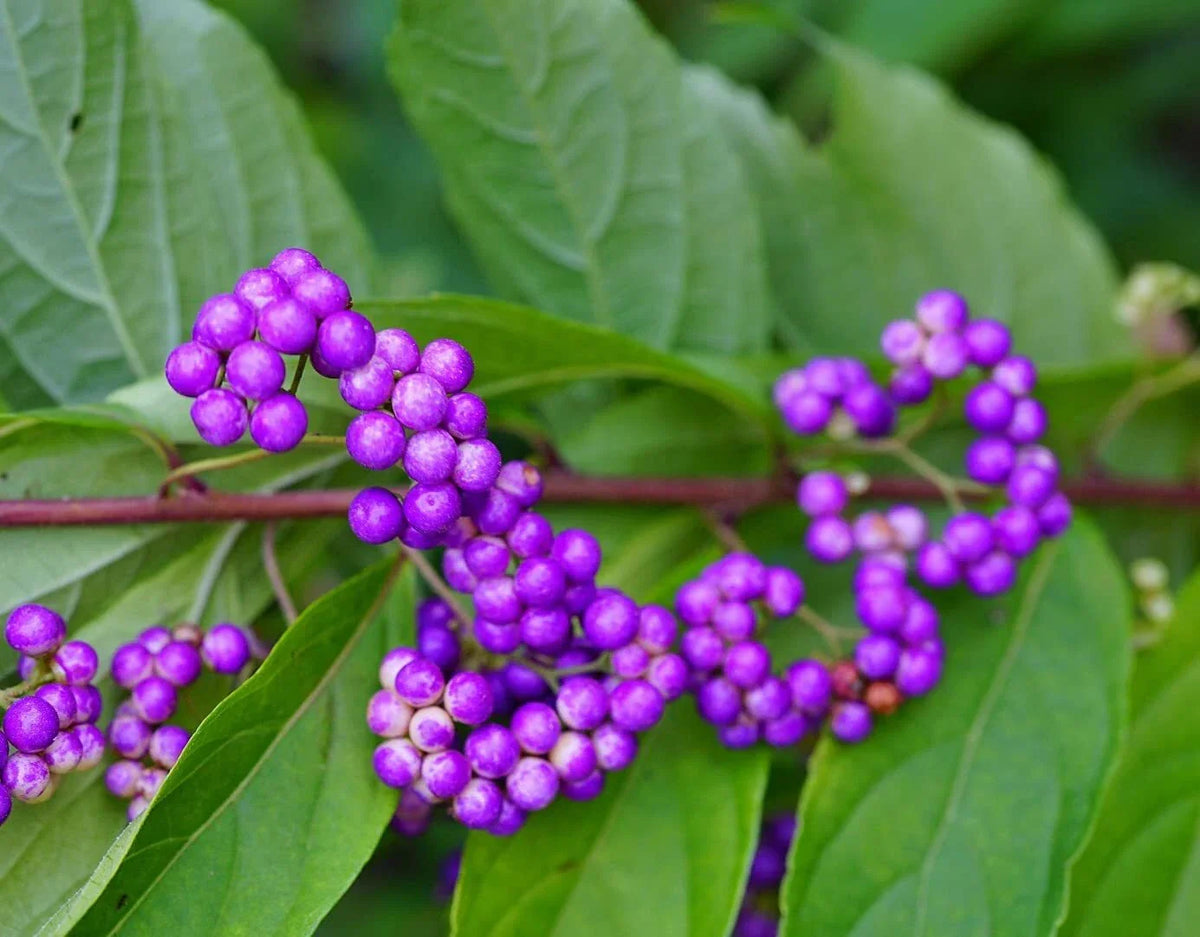 American Beauty Berry Seeds - 20 Non-GMO Callicarpa Americana Purple Berries Native Plant Gardening
