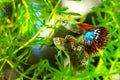 Guppy Grass Live Aquarium Plant 7 Stems Najas Guadalupensis Freshwater Pond Submerged