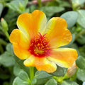 Mango Twist Portulaca - Colorful Purslane Succulent Seeds - US Seller