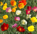 California Poppy Seeds Mix - Non-GMO Wildflower Blend for Bees - Eschscholzia californica - 1000 Seeds for Pollinator Gardens