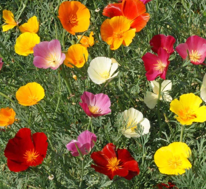 California Poppy Seeds Mix - Non-GMO Wildflower Blend for Bees - Eschscholzia californica - 1000 Seeds for Pollinator Gardens