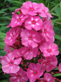 Bubblegum Pink Phlox Seeds - 100+ Pack, Phlox paniculata, Pink Flowers, Garden Planting, Full Sun, Easy to Grow, USA