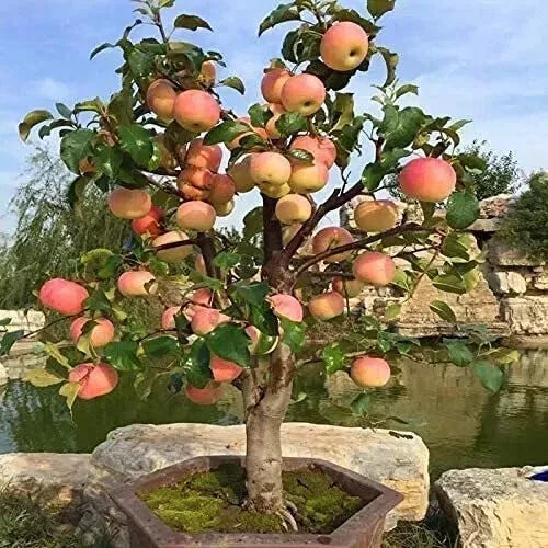 Dwarf Bonsai Apple Tree Seeds - 20 Pack - Malus domestica Indoor Fruit
