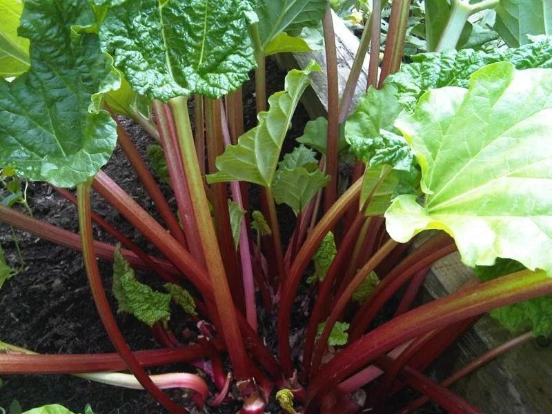 Rhubarb Seeds - Crimson Stalks - Heat Tolerant Variety - Rheum rhabarbarum