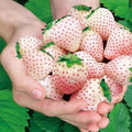 Rare Milk Strawberry Seeds - 200pcs Non-GMO Fragaria vesca Perennial Herb for Garden, Container, Pollinator Attractant