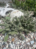 Cold Hardy Cactus Cuttings - Opuntia Fragilis ‘Spiny Cats Paw’ - Unrooted Propagation Clippings for Drought Tolerance