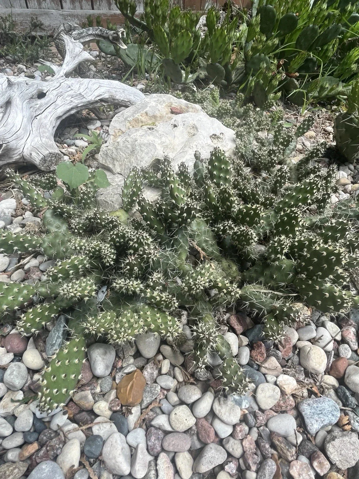 Cold Hardy Cactus Cuttings - Opuntia Fragilis ‘Spiny Cats Paw’ - Unrooted Propagation Clippings for Drought Tolerance