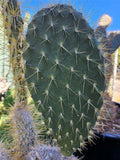 Opuntia Megasperma Var. Mesophytica Pad Cutting - Galapagos Prickly Pear Cactus