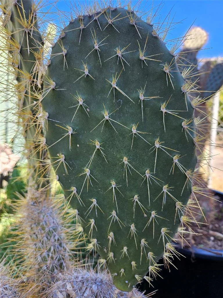 Opuntia Megasperma Var. Mesophytica Pad Cutting - Galapagos Prickly Pear Cactus