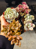 Live Succulent Plants Pack of 4 in 2" Pots – Echeveria, Sedum, Aloe Vera Varieties for Home Decor & Gifts