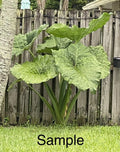 Giant Taro Plant - 10 Bare Roots - Colocasia Elephant Ear - Tropical Foliage - Perennial Garden Plant