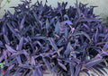 10 Purple Heart Wandering Jew Cuttings - Tradescantia Pallida Purpurea Live Plant Propagation Material
