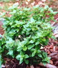 Dwarf Greek Basil Plant - Compact Non-GMO Herb - Ocimum basilicum var. minimum - Indoor/Outdoor Gardening