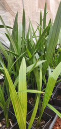 Medjool Date Palm Sapling 3.5" Pot | Phoenix Dactylifera Indoor Outdoor Plant | Tropical Palm Tree