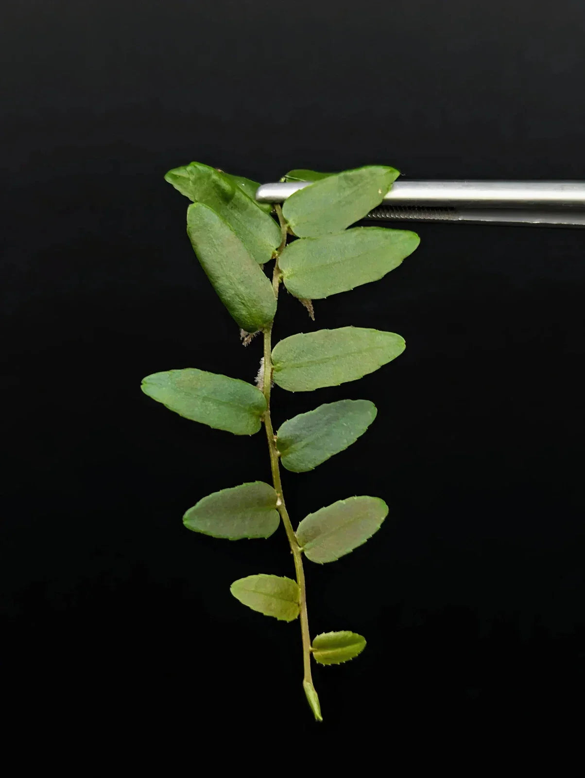 Marcgravia sp. Rio El Trece Cutting – 10-Leaf Tropical Houseplant for Terrariums, Puerto Rico Native
