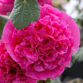25 Double Bright Pink Hollyhock Seeds - Perennial Flower Seeds Alcea rosea for Borders & Cut Flowers
