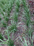Garlic Chives Bare Root Plant – Organic Non-GMO Allium tuberosum Herb with 55 Live Stalks for Culinary Use