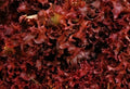 Ruby Red Lettuce Seeds – Organic Loose-Leaf Salad Greens, Lactuca sativa, 1000+ Seeds