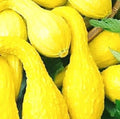 Crookneck Golden Summer Squash Seeds | Heirloom Non-GMO Cucurbita pepo | Fresh Garden Seeds