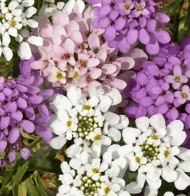 Candytuft Flower Seeds - Iberis umbellata - Annual Garden Seeds for Borders & Containers - Over 1000 Seeds