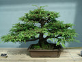 California Coast Redwood Seeds Pack – Sequoia sempervirens, Eco-Friendly Gardening, Tree Seeds for Reforestation & Landscaping