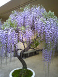 Chinese Wisteria Seeds - Fast Growing Flowering Vine for Bonsai - Wisteria sinensis - Purple, White, Blue Blooms, Cold Hardy, Climbing Plant
