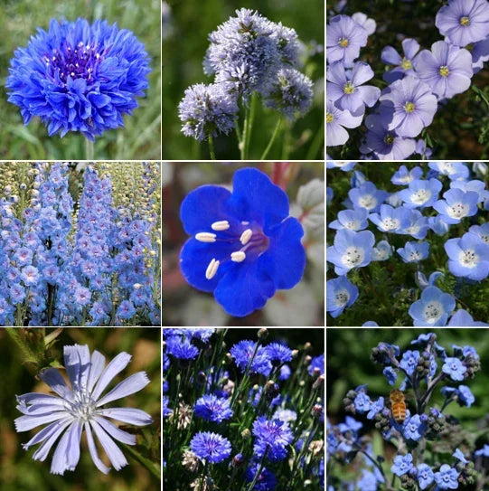 Blue Wildflower Seeds Mix – 9 Species Multi-Color Wildflower Blend for Pollinators, Non-GMO Seed Pack for Gardens & Meadows