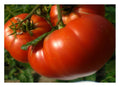 Mortgage Lifter Tomato Seeds, Enormous Beefsteak, Non-GMO, Heirloom, Solanum lycopersicum