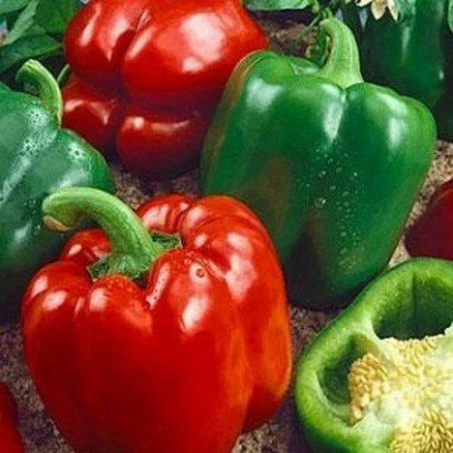 California Wonder Bell Pepper Seeds - Heirloom Non-GMO, 300 Count, Capsicum annuum, Sweet, Large Peppers for Garden, Canning & Cooking