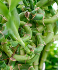 Curly Lucky Bamboo Plant 16-Inch Stalk Dracaena sanderiana Live Houseplant, Well-Rooted Gift Plant
