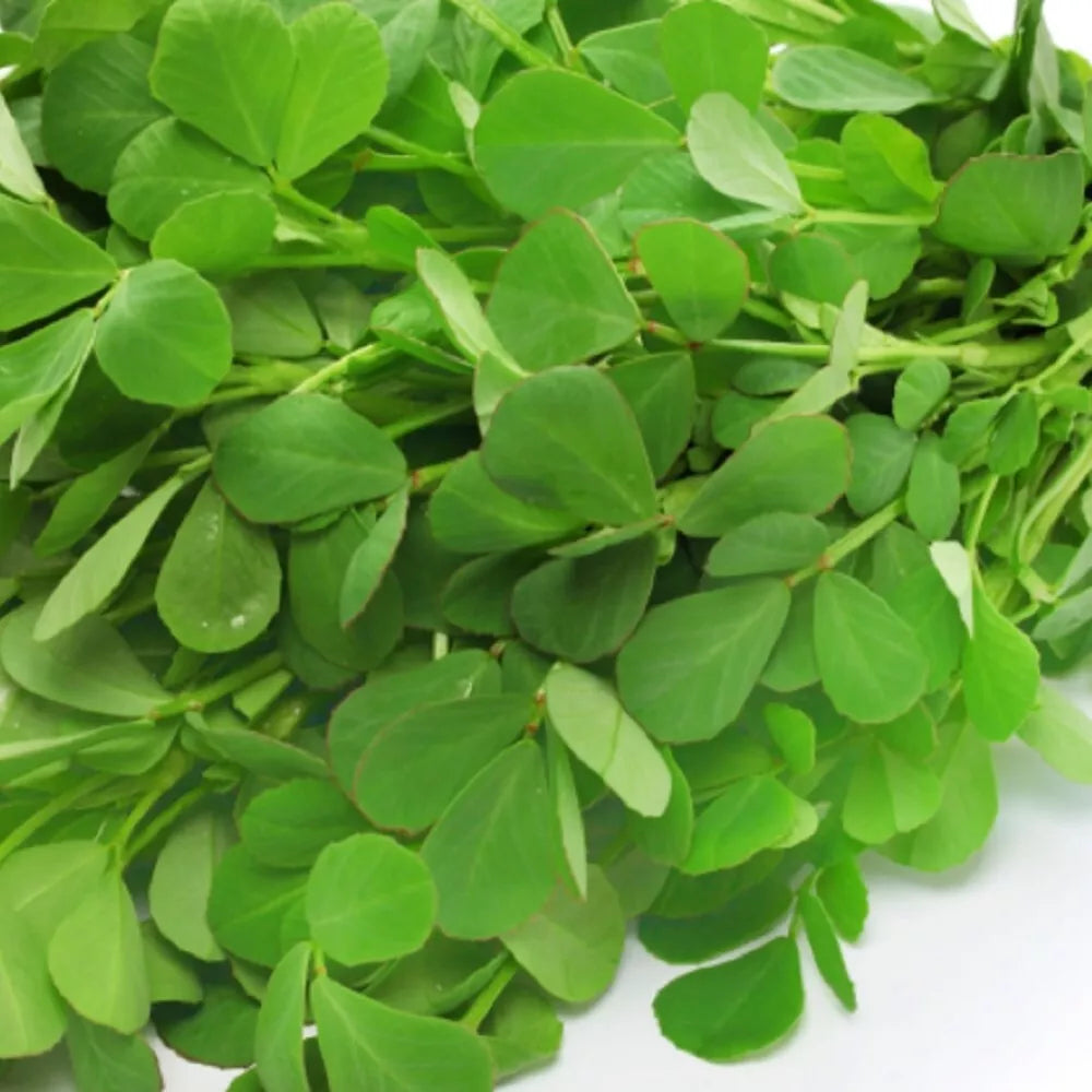Fenugreek Seeds - Non-GMO Heirloom Garden Seeds, Trigonella foenum-graecum, Culinary Herb, Easy to Grow