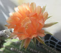 Echinopsis 'Orange Paramount' Cactus Plant - Vibrant Orange Flowers, Easy Care Succulent