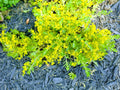 Creeping Sedum Ground Cover Plants - 25 Cuttings - Sedum spurium - Drought-Resistant, Low Water, Succulent Foliage