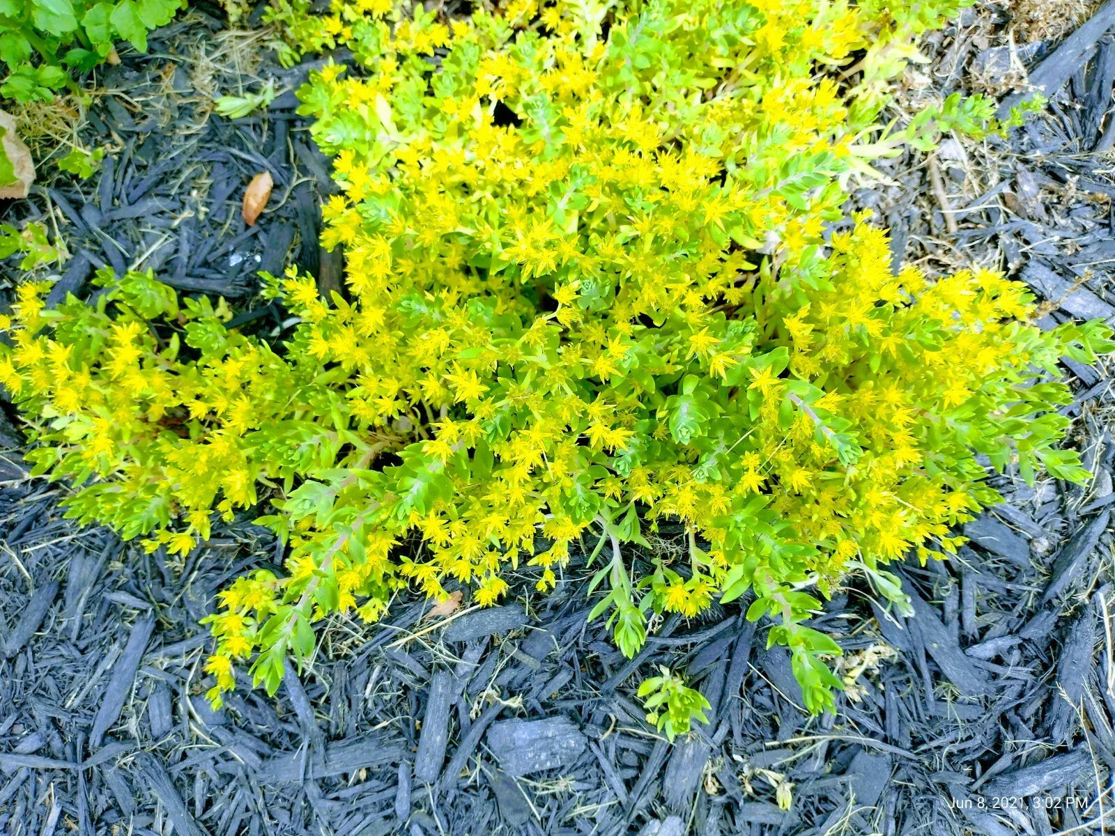 Creeping Sedum Ground Cover Plants - 25 Cuttings - Sedum spurium - Drought-Resistant, Low Water, Succulent Foliage