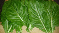 Mustard Seeds – 200 Packets – Florida Broadleaf Brassica juncea – Nutrient-Rich Greens, Tender Midribs, High Vitamin Content