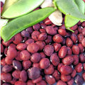 Dixie Speckled Butterpea Lima Bean Seeds – Heirloom, High Yielding, Southern Garden, Phaseolus lunatus, 50 Seeds