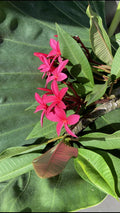 Hawaiian Grand Plumeria Plant 5 Pack | Pink, Orange & White Frangipani | Tropical Garden, Container, Pollinator Attracting