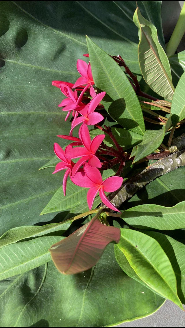 Hawaiian Grand Plumeria Plant 5 Pack | Pink, Orange & White Frangipani | Tropical Garden, Container, Pollinator Attracting