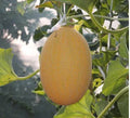 Rare Hami Melon Seeds – Large 4-5lb Fruits, Sweet & Crunchy, Cucumis melo var. inodorus, Pack of 25+ Seeds