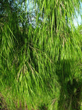 Mexican Weeping Bamboo Seeds - Perennial Ornamental Grass for Privacy Screening - Bambusa vulgaris var. vittata - 100 Seeds Pack