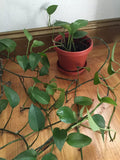 Organic Jade Pothos Cuttings - Live Epipremnum aureum Indoor Plant - California USA Trailing Clippings