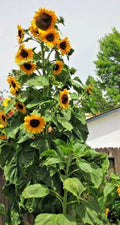 Skyscraper Sunflower Seeds - Heirloom Non-GMO Pack of 50+ Helianthus annuus for Tall, Vibrant Yellow Blooms